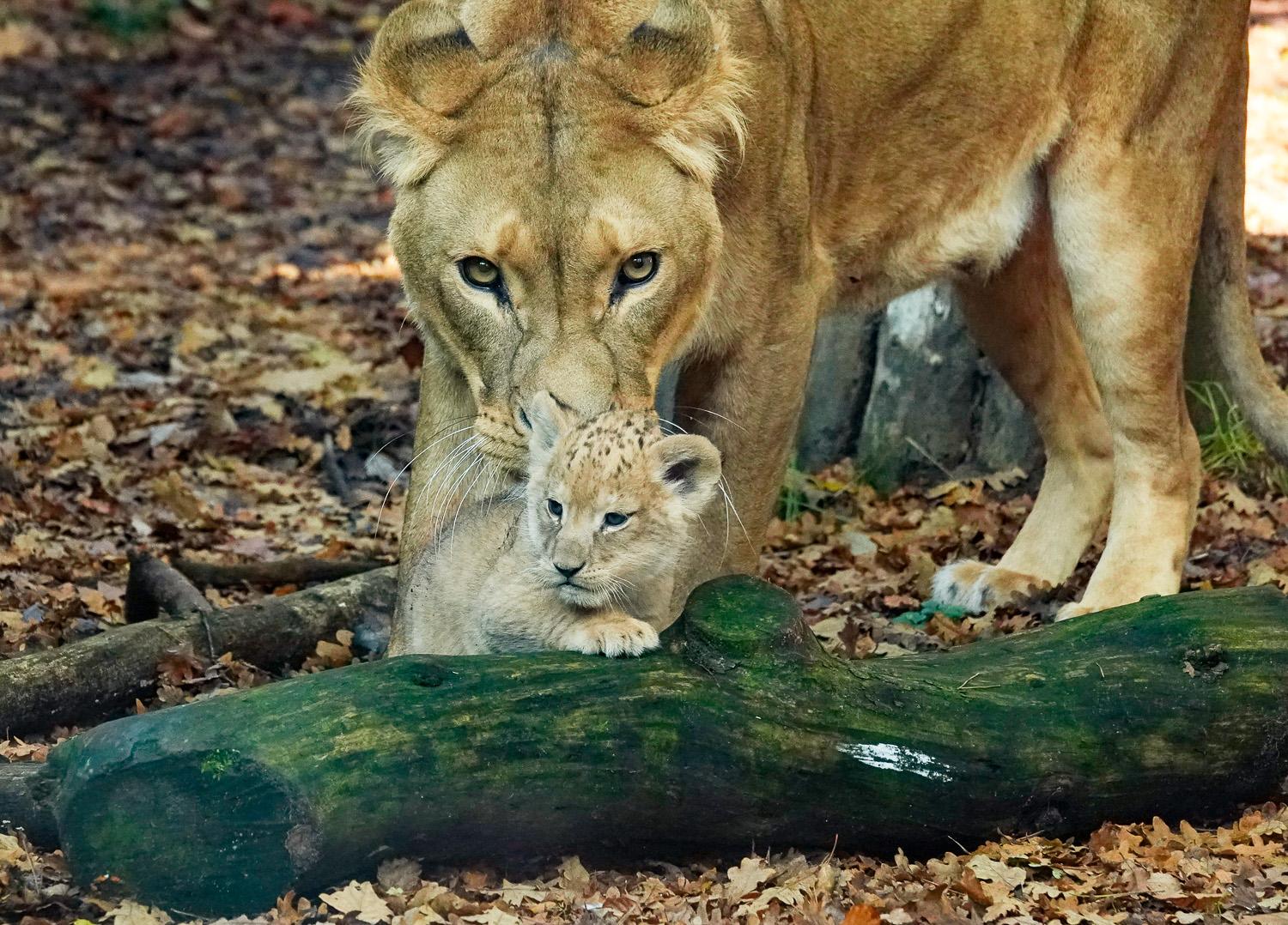 4 Tickets Dierenpark Amersfoort t.w.v. € 118,00
