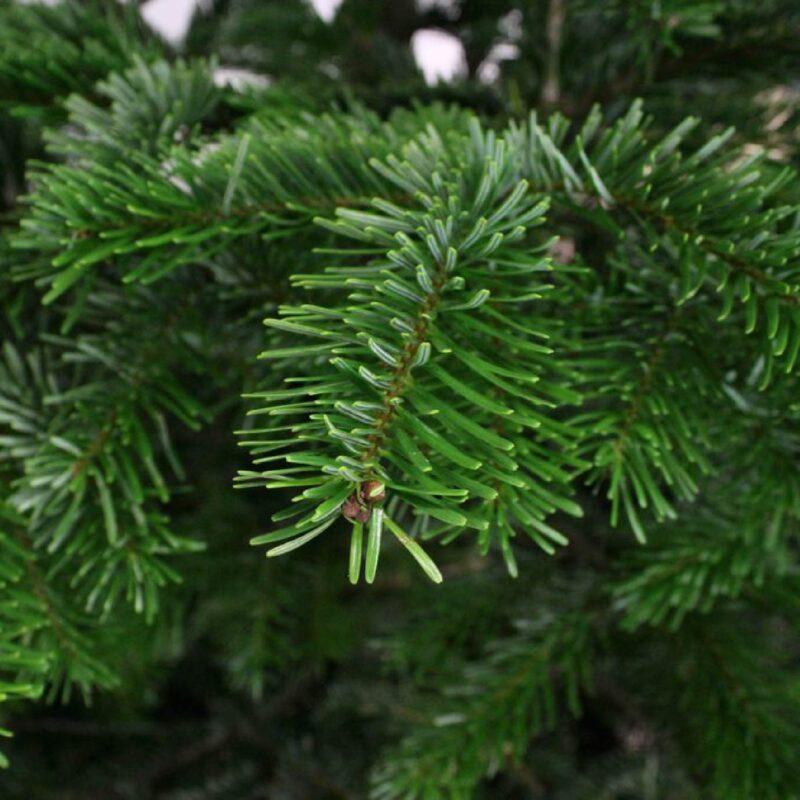 Nordman Kerstboom