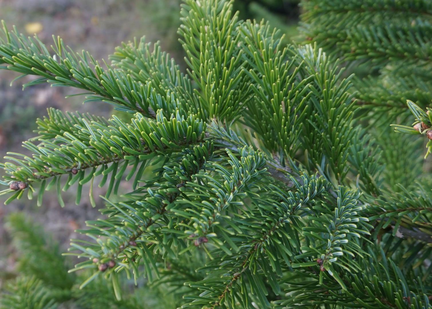 Nordman Kerstboom