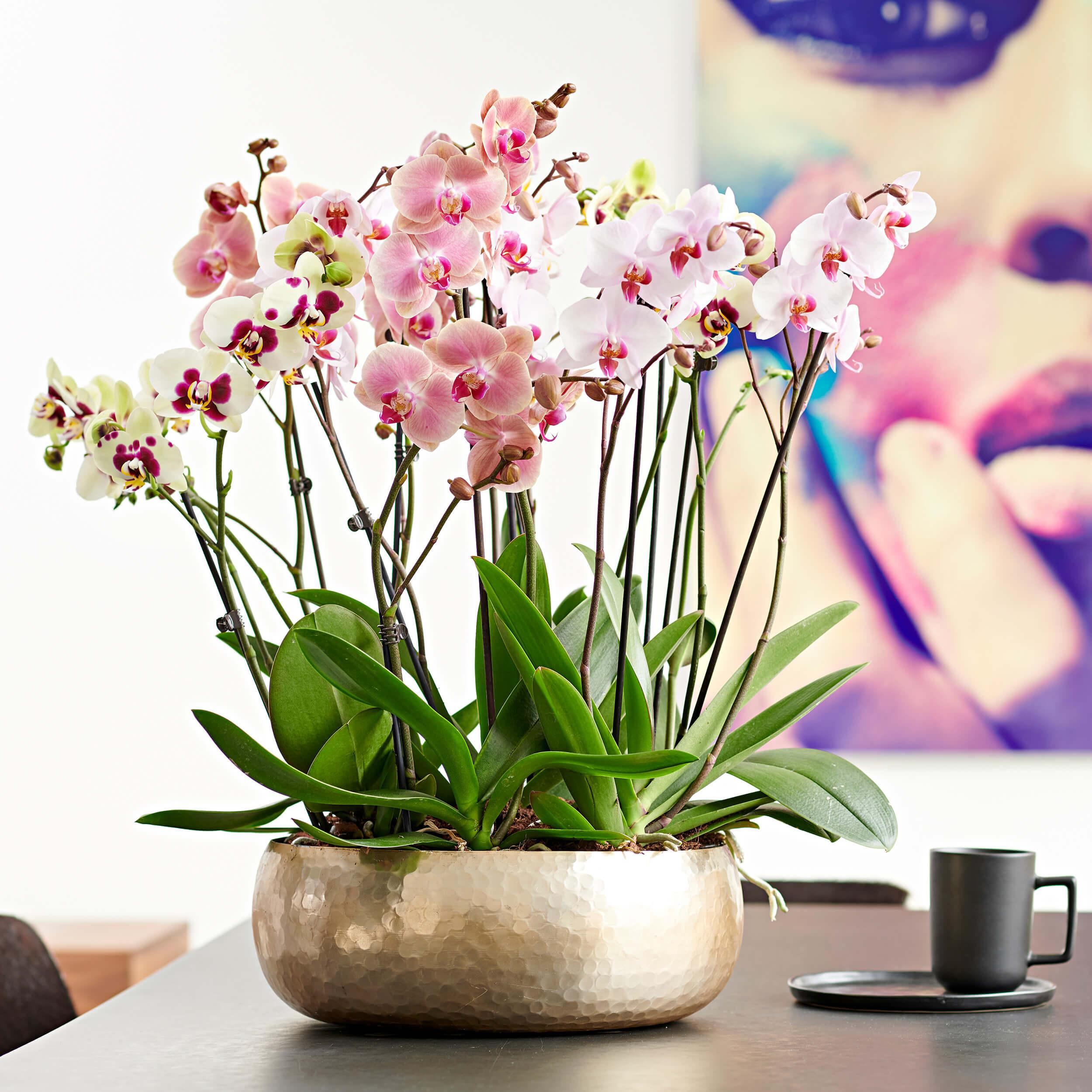 Schaal Phalaenopsis incl. Deco vaas t.w.v. € 150,00