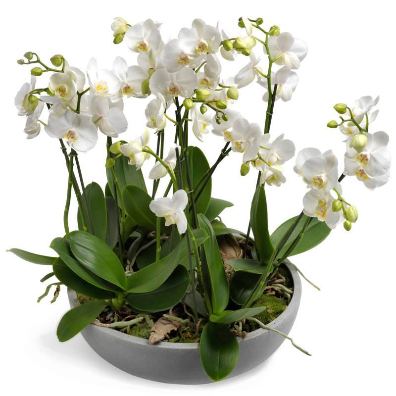 Schaal Phalaenopsis incl. Deco vaas t.w.v. € 150,00