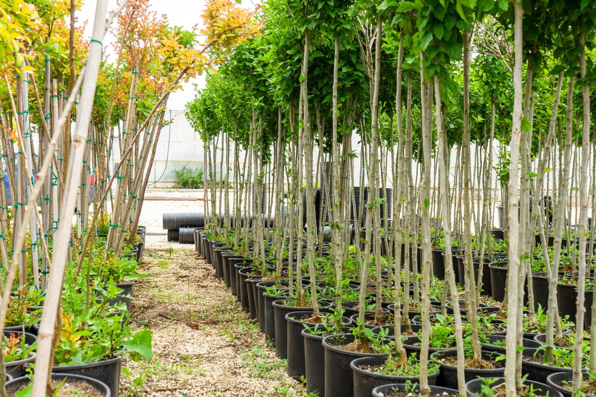 Cadeaukaart Tuincentrum de Mooij t.w.v. € 25,00