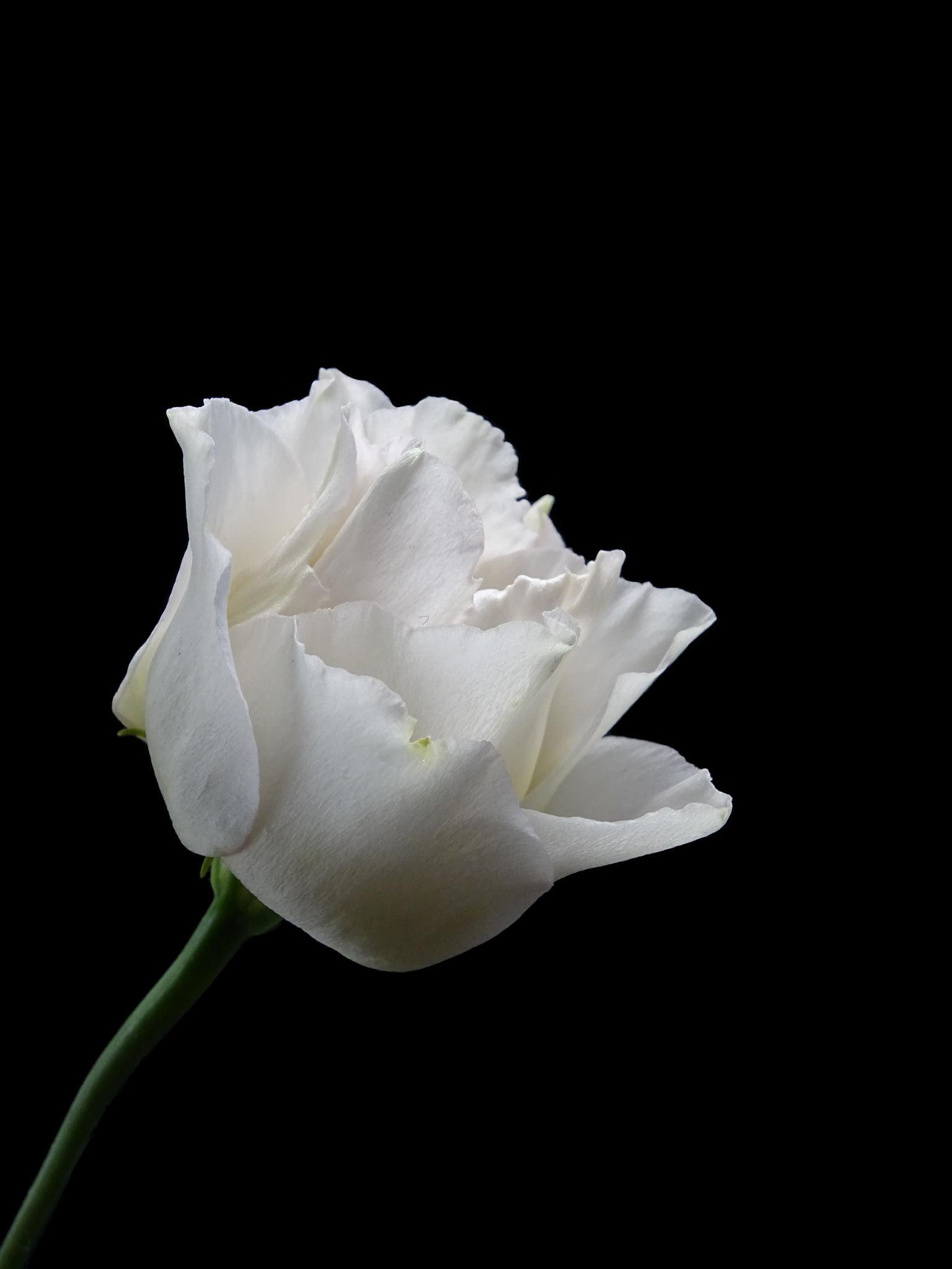 10 Emmers met Lisianthus t.w.v. € 400,00